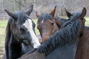 Three Horses 235